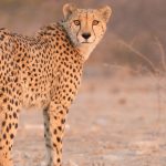 Male Cheetah Uday Brought From Namibia to Kuno National Park Dies During Treatment